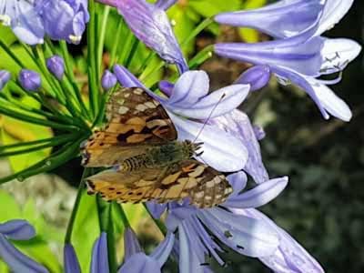 Agapanthus and Butterfly