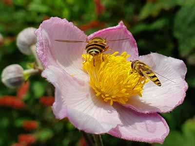 Anemone-and-hover-fly