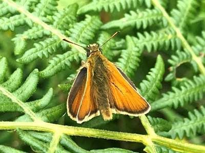 Butterfly - Small Skipper