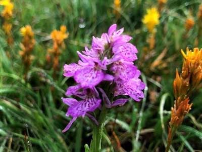 Common Spotted Orchid and Bog Asphodel