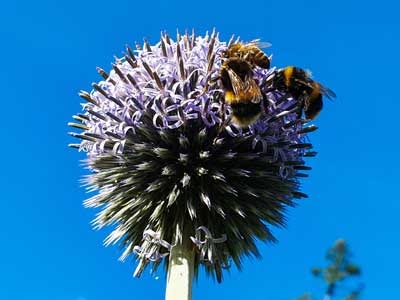 Echinops and bees