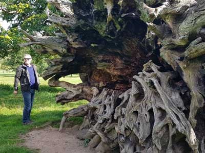 A Fallen Tree at Ripley Castle