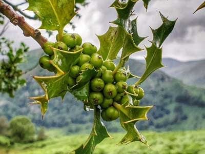 HOLLY BERRIES - Waiting for Christmas!
