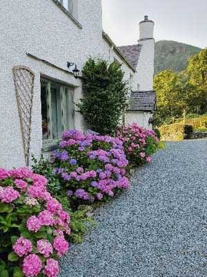 Hydrangeas-at-Cote-How