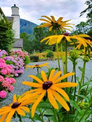 Hydrangeas and Rudbeckia