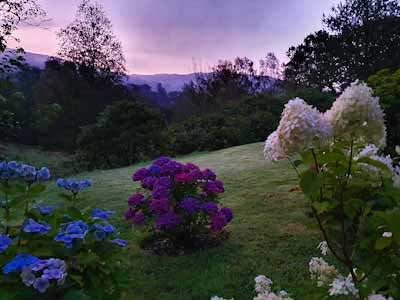 Hydrangeas at First Light