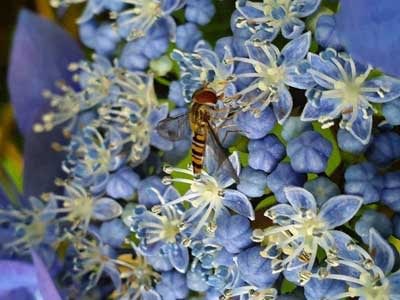 A Hover fly sitting on a Hydrangea