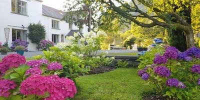 Hydrangeas on the terrace in full Bloom at Cote How