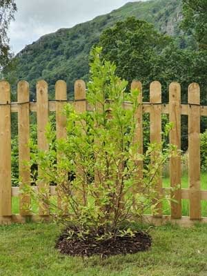 Magnolia Stellata