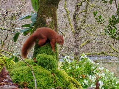 Red Squirrel at Cote How