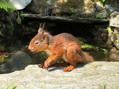 Red Squirrel in the garden at Cote How