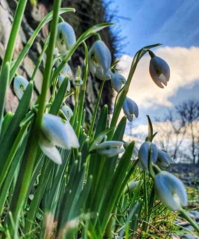 Snow drops at Cote How