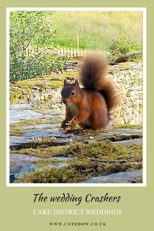 The wedding Gate Crashers - Red Squirrel