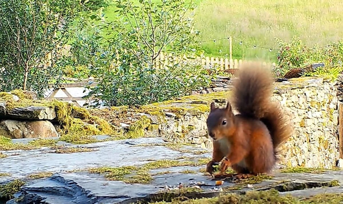 Red Squirrel wedding gatecrasher