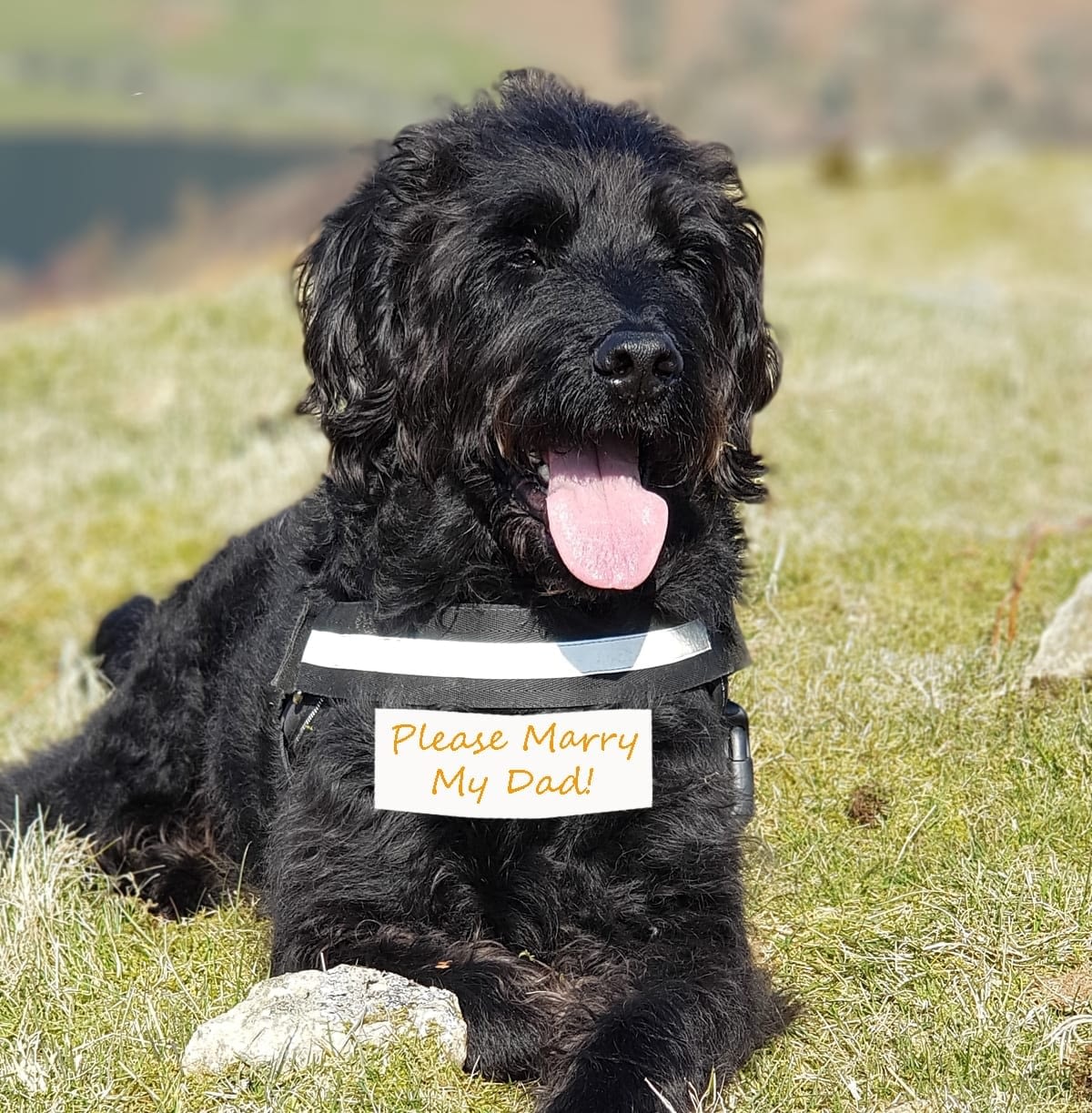 Please-Marry-My-Dad---Wedding-Proposal-Dog