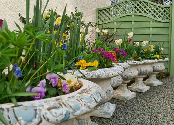Floral-Planters-for-early-Spring-Colour